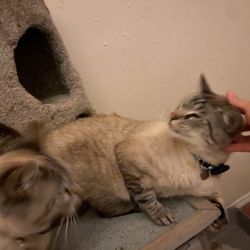 Critter Lodge - Cats are enjoying my scratch.