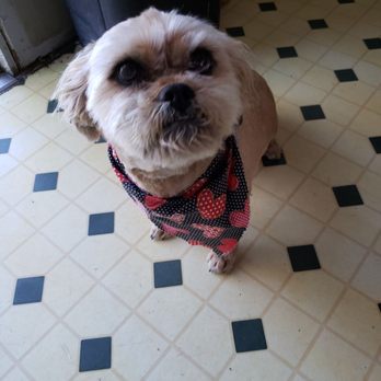 Fur Babies Pet Salon - Pet Groomers Near Me - Apple Valley, California