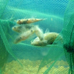 What happened to our fish after buying from Petco! Gave all our fish Ick...