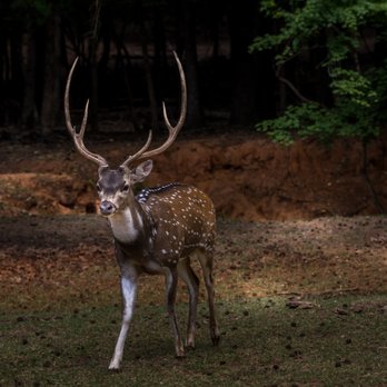 Cherokee Trace Drive Thru Safari - Parks Near Me - Jacksonville, Texas