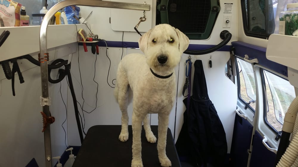 PAWS PET SALON Updated April 2024 19 Photos Minneapolis