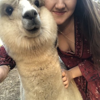 Canzelle Alpacas - Farms Near Me - Carpinteria, California