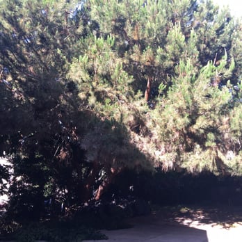 Inexpensive Tree Services - Another angle of the tree before - Tree Services Near Me - Los Angeles, California