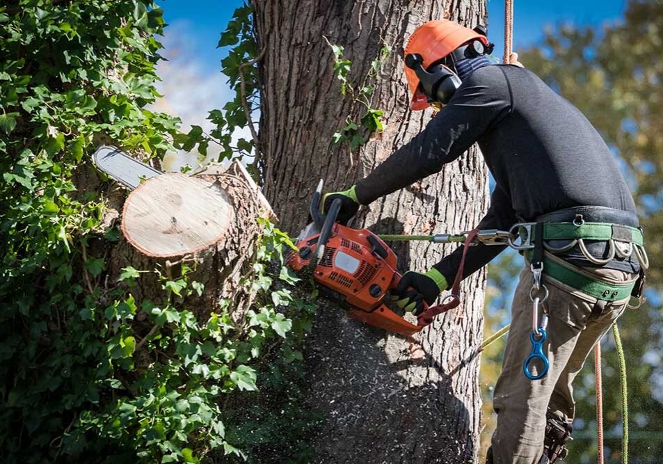 MDZ Tree Service - tree service in Baton Rouge, LA