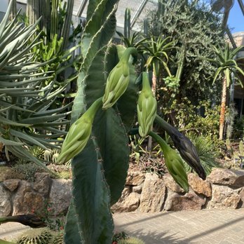 Chicago Botanic Garden - Twisted cactus - Botanical Gardens Near Me - Glencoe, Illinois