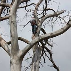 Timbermen Tree Service - we climb too.