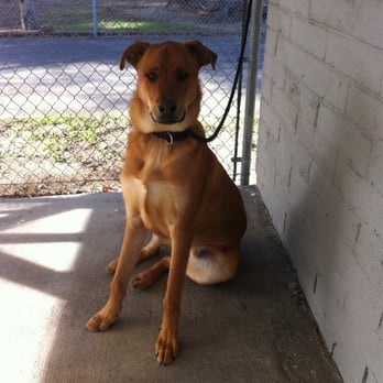 ALL Creatures Veterinary Center - Thanks to All Creatures for saving Ben! He was placed in an incredible home. - Veterinarians Near Me - Newhall, California ALL Creatures Veterinary Center - Thanks to All Creatures for saving Ben! He was placed in an incredible home. - Veterinarians Near Me - Newhall, California