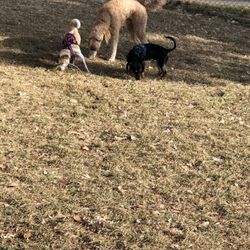 Cottonwood Park - In this huge park, there are plenty of opportunities for happy dog interactions. Friendly humans as well!