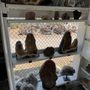 The Rock Shop 831