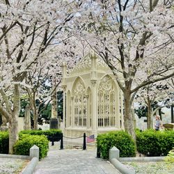 Hollywood Cemetery