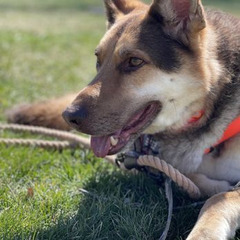 McWreath Dog Training - Pet Training Near Me McWreath Dog Training - Pet Training Near Me