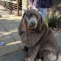 Leawoof Dog Park
