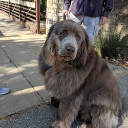 Leawoof Dog Park