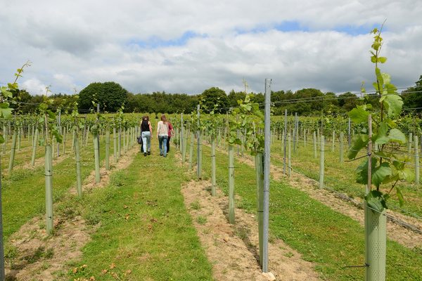 Bolney Wine Estate by null