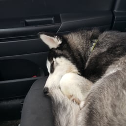 Tired puppy after day of play. Tired puppy after day of play.