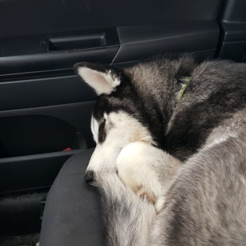 Superdogs Daycare - Tired puppy after day of play. - Pet Groomers Near Me - Merrimack, New Hampshire Superdogs Daycare - Tired puppy after day of play. - Pet Groomers Near Me - Merrimack, New Hampshire