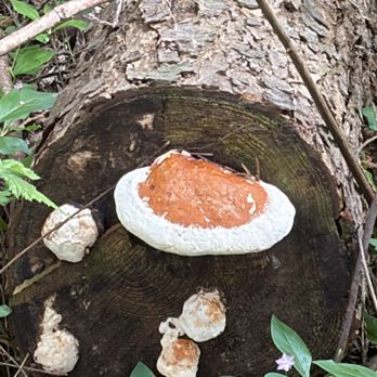 Earth Sanctuary - Mushrooms - Parks Near Me - Langley, Washington