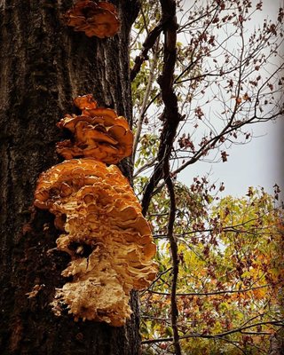 Bear Mountain by null