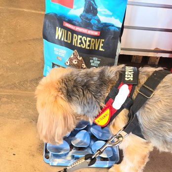 Dexter's Deli - Our pup chomping down while checking out the "merch" - Pet Stores Near Me - San Diego, California Dexter's Deli - Our pup chomping down while checking out the "merch" - Pet Stores Near Me - San Diego, California