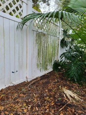 Vinyl Fence Cleaning - I love cleaning vinyl fences, the end result is so satisfying. In this project the most difficult thing was to move between the client's plants, he had large vegetation in his patio, that's where all that green mold grows due to the lack of sunlight. Vinyl Fence Cleaning - I love cleaning vinyl fences, the end result is so satisfying. In this project the most difficult thing was to move between the client's plants, he had large vegetation in his patio, that's where all that green mold grows due to the lack of sunlight.