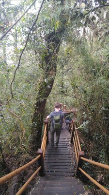 Mossy Forest by null