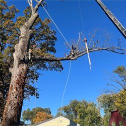 JH Tree Service & Landscaping