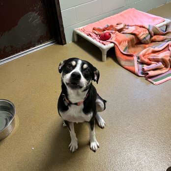 Heartland Humane Society - This is ohE - Animal Shelters Near Me - Corvallis, Oregon Heartland Humane Society - This is ohE - Animal Shelters Near Me - Corvallis, Oregon