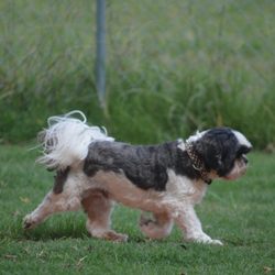 Country Paws Boarding Hotel - Boomer