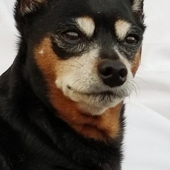 Caring Pathways - Denver Metro - Dupree 13 1/2 yr. old Min Pin - Veterinarians Near Me Caring Pathways - Denver Metro - Dupree 13 1/2 yr. old Min Pin - Veterinarians Near Me