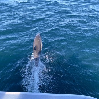 Oceanside Adventures - Common dolphin (was in a pod of about 700 individuals!) - Boat Charters Near Me - Oceanside, California