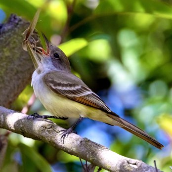 San Joaquin Marsh Wildlife Sanctuary - Ash-throated Flycatcher devouring a grasshopper!! Highlight of my walk! May 2023 - Parks Near Me - Irvine, California San Joaquin Marsh Wildlife Sanctuary - Ash-throated Flycatcher devouring a grasshopper!! Highlight of my walk! May 2023 - Parks Near Me - Irvine, California
