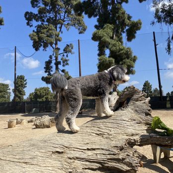 Colee's Pet Care - Dog Walkers Near Me Colee's Pet Care - Dog Walkers Near Me