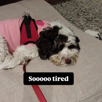 Cory's Professional Petsitting Services - Pet Sitting Near Me Cory's Professional Petsitting Services - Pet Sitting Near Me