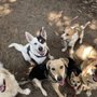 Harvey's Hounds