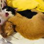 Photo of Antioch Dog and Cat Hospital
