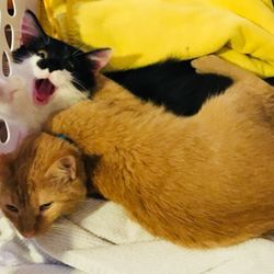 Antioch Dog and Cat Hospital - Doodle and Clem as babies