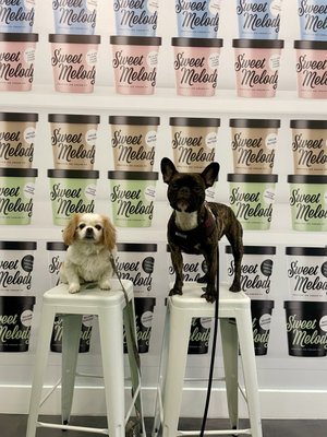 Sweet Melody Ice Cream by null