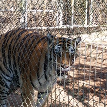 Everglades Outpost - Tiger - Zoos Near Me - Homestead, Florida