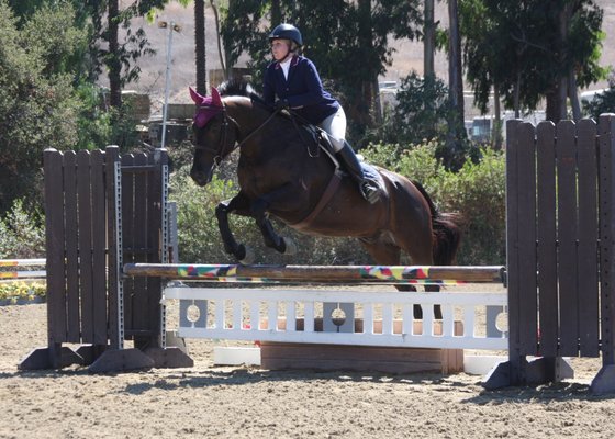 Le Cheval Sport Horses by null