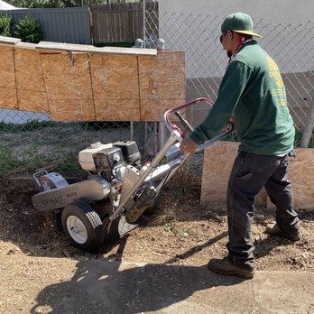 Chinchilla Tree Care - Grinding a stump. - Tree Services Near Me - Santa Clarita, California Chinchilla Tree Care - Grinding a stump. - Tree Services Near Me - Santa Clarita, California