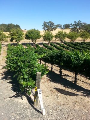 Cypher Winery by null