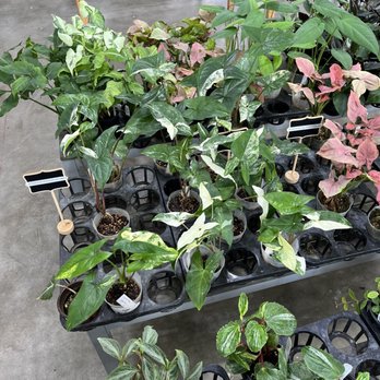 Cultivar - Nurseries & Gardening Near Me - Houston, Texas Cultivar - Nurseries & Gardening Near Me - Houston, Texas