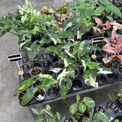 Cultivar