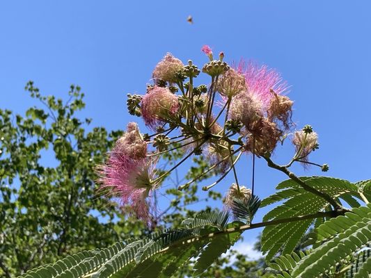 Japanese Tea Garden by null