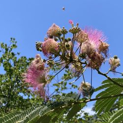 Japanese Tea Garden - Persian Silk Tree