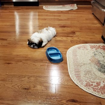 Pauley's Pups - Jake the Dog Shih Tzu at 3 months - Pet Stores Near Me - Ashland, Virginia Pauley's Pups - Jake the Dog Shih Tzu at 3 months - Pet Stores Near Me - Ashland, Virginia