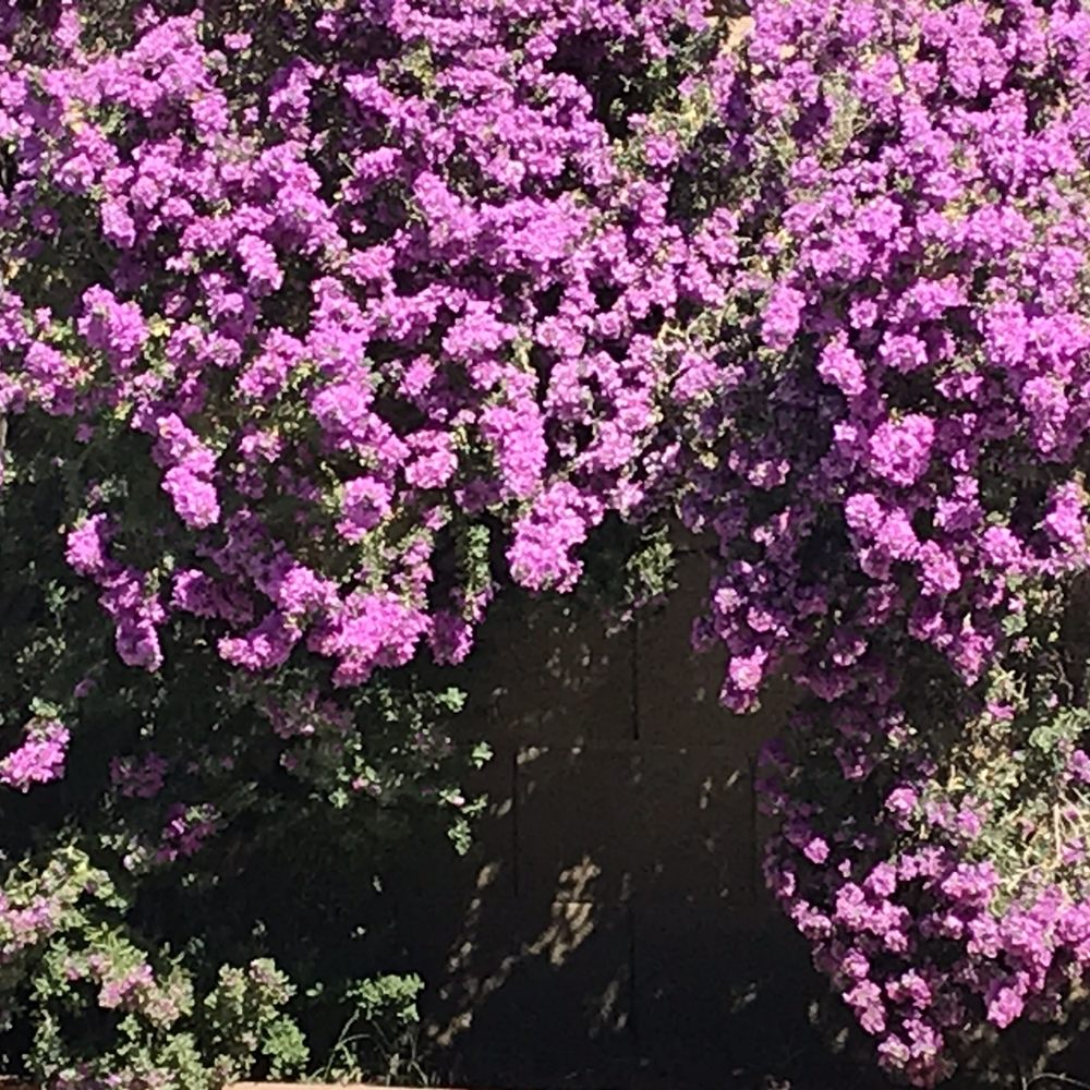 City of Phoenix - Texas Sage blooms every three to four months - Municipality Near Me - Phoenix, Arizona