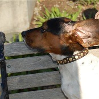 Paco Collars - Lucy wearing pickles - Pet Stores Near Me - Berkeley, California