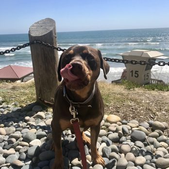 Sunny's Pet Services - Pet Sitting Near Me Sunny's Pet Services - Pet Sitting Near Me