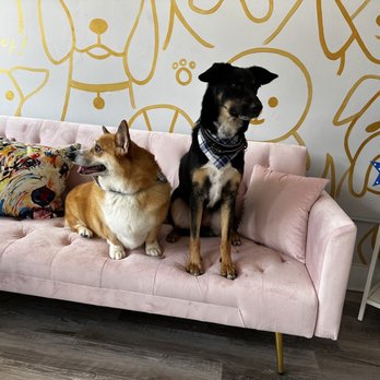 Lakeside Pet Spa - My boys Kilo + Chester - Pet Groomers Near Me - Plano, Texas Lakeside Pet Spa - My boys Kilo + Chester - Pet Groomers Near Me - Plano, Texas